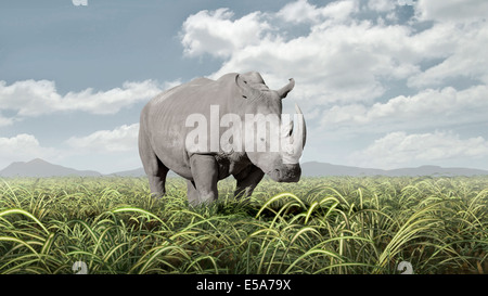 Il pascolo di rinoceronte in campo rurale Foto Stock