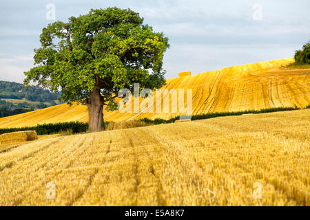 Un unico albero di quercia si erge in un recente campo di raccolto Foto Stock