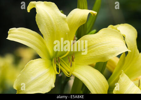 Hemerocallis "Flutter verde". Daylily fiore nel giardino. Foto Stock