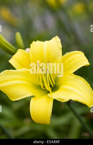 Hemerocallis "Flutter verde". Daylily fiore nel giardino. Foto Stock