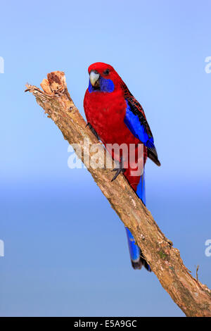 Crimson Rosella (Platycercus elegans) adulto sul pesce persico, Wilsons Promontory National Park, Victoria, Australia Foto Stock