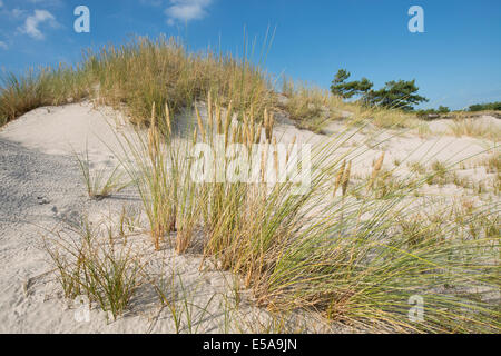 Dune e Beachgrass europea o Unione Marram Grass (Ammophila arenaria), Meclemburgo-Pomerania, Germania Foto Stock