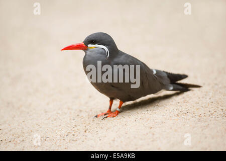 Inca Tern (Larosterna inca), captive, Bassa Sassonia, Germania Foto Stock