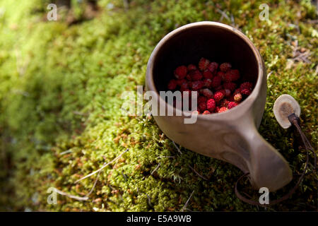 Lapponia bicchiere sul verde muschio con fragole selvatiche interno in estate in Finlandia Foto Stock