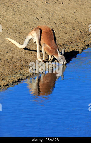 Canguro rosso (Macropus rufus), adulto maschio, acqua potabile, Sturt National Park, New South Wales, Australia Foto Stock