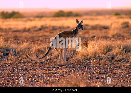 Canguro rosso (Macropus rufus), adulto maschio, Sturt National Park, New South Wales, Australia Foto Stock