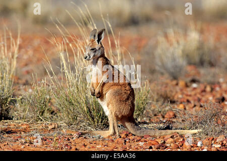 Canguro rosso (Macropus rufus), giovani, avviso Sturt National Park, New South Wales, Australia Foto Stock