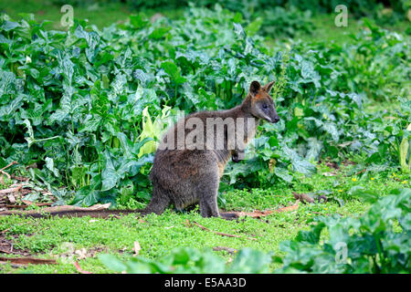 Swamp wallaby Wallabia (bicolore), Adulto, Wilsons Promontory National Park, Victoria, Australia Foto Stock