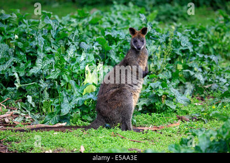 Swamp wallaby Wallabia (bicolore), Adulto, Wilsons Promontory National Park, Victoria, Australia Foto Stock