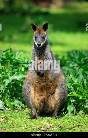 Swamp wallaby Wallabia (bicolore), Adulto, Wilsons Promontory National Park, Victoria, Australia Foto Stock