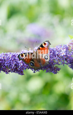 Aglais io. Farfalla pavone su Buddleja fiori in un giardino inglese Foto Stock