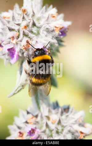 A nord ovest di Londra, Golders Hill Park, Bumblebee Bumble Bee, Bombus Apoidae insetti insetto bianco rosso fiore fiori Foto Stock