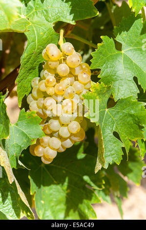 Close-up su un grappolo di ripe di uva bianca nel mezzo di foglie di vite. Foto Stock