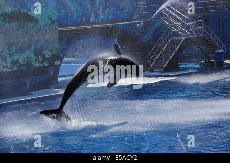 Orca Whale at Seaworld Foto Stock