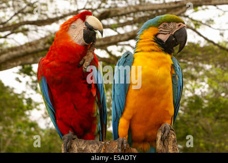 Blu e Giallo macaw pappagallo seduto a portata di mano Foto Stock