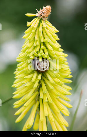 Cepaea nemoralis. Lumaca nastrati su un Kniphofia Buttercup flower Foto Stock