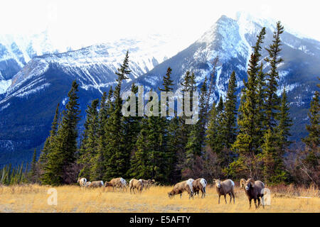 40,916.04682 mandria di due Bighorn Rams e undici pecore mangiare in erba secca prato, con conifera albero foreste e montagne sullo sfondo Foto Stock