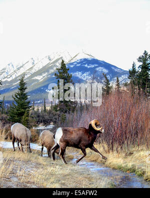 Ram 40,916.04693 bighorn jumping ice icy creek in inverno nevoso prato 2 due pecore, conifere e le montagne sullo sfondo, gruppo di allevamento Foto Stock