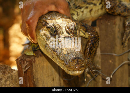 Caimano nana (Palaeosuchus trigonatus) nella foresta pluviale, in Perù Foto Stock