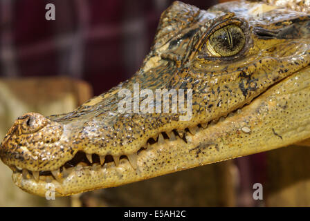 Caimano nana (Palaeosuchus trigonatus) nella foresta pluviale, in Perù Foto Stock