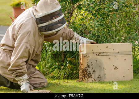 Bee Keeper raccogliendo un wild uno sciame di api da una boccola in un giardino, spazzolatura api nella scatola di raccolta Foto Stock