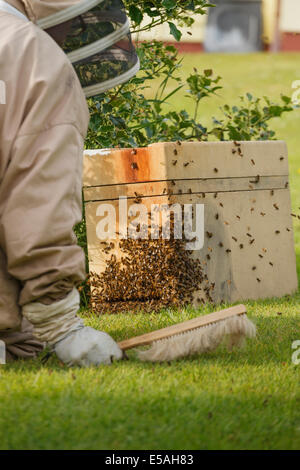 Bee Keeper raccogliendo un wild uno sciame di api da una boccola in un giardino Foto Stock