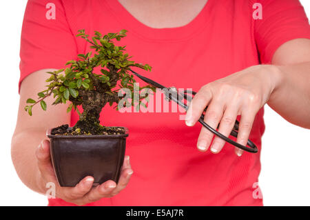 Le due mani sono in possesso di un bonsai forbici e il taglio di un albero Foto Stock