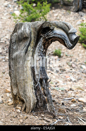 Weathered vecchio ceppo di albero di pino Foto Stock