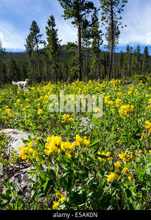 Color platino Golden Retriever cane tra Thermopsis rhombifolia; Golden Banner; Fabaceae; famiglia di pisello; fiori selvatici in fiore Foto Stock