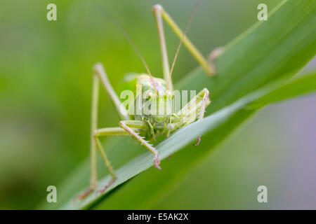 Vista frontale di un grande Bush-Cricket verde in canne. Foto Stock