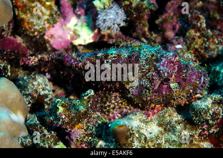 Scorpion Fish Scorpaenidae Foto Stock