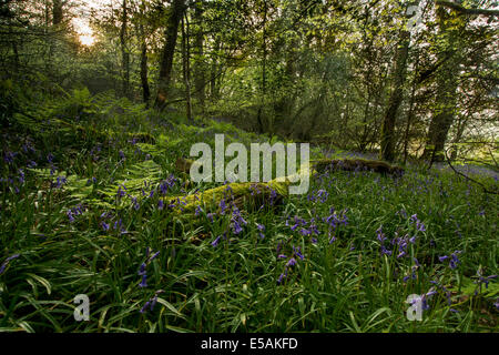 Bluebell Boschi di Sunrise Foto Stock