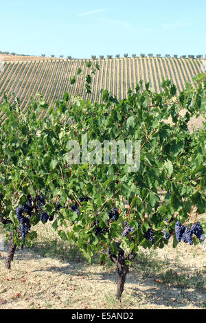 Le uve rosse in vigna italiana Foto Stock