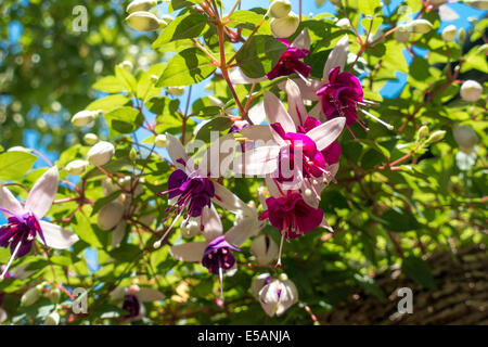 Fuchsia fiori nel cesto appeso su un luminoso giorno di estate Foto Stock