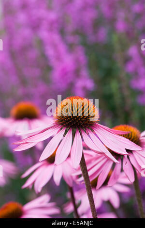 Echinacea purpurea 'Rubinglow' Fiore in testa un confine erbacee. Coneflower. Foto Stock