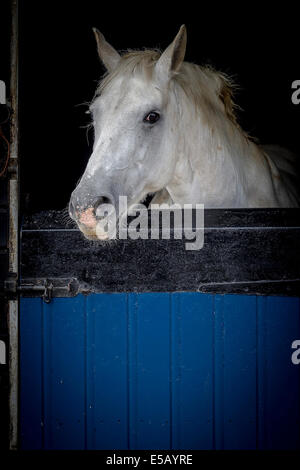 Cavallo che affaccia sulla porta della stalla. Foto Stock