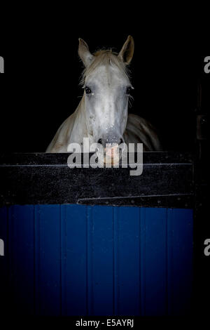 Cavallo che affaccia sulla porta della stalla. Foto Stock