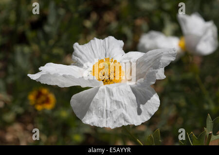 Matilija papavero, crescente a Monterey in California. Foto Stock