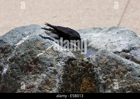 Un corvo prendendo un drink di acqua da una fontana di pietra a Monterey in California Foto Stock