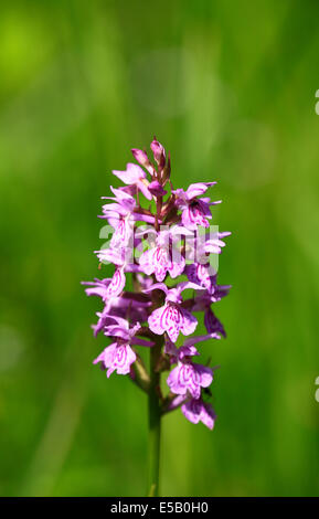 La testa di fiori di un comune Spotted-orchid in Upton Fen Riserva Naturale, Norfolk, Inghilterra, Regno Unito. Foto Stock