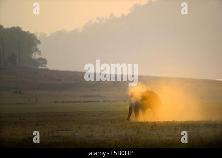 Bagno di polvere - Elefante asiatico Foto Stock