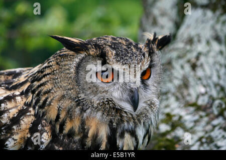 Unione gufo reale (Bubo bubo) presi in Galles, NEL REGNO UNITO. Foto Stock