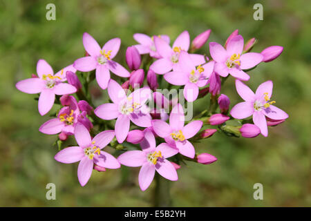 Common Centaury Centaurium erythraea Foto Stock