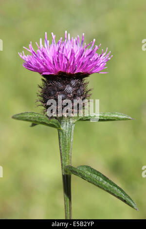 Fiordaliso comune Centaurea nigra Foto Stock