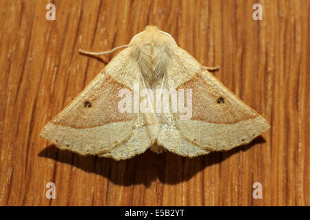 Festone Oak Moth Crocallis elinguaria Foto Stock