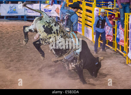 Il cowboy che partecipano a un toro di equitazione la concorrenza a Helldorado giorni Rodeo Foto Stock