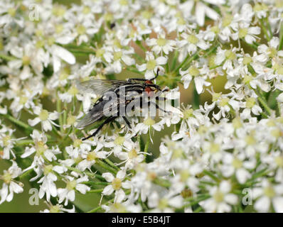 Un rosso eyed carne fly (Sarcophaga specie) si alimenta di una mucca prezzemolo (Anthriscus sylvestris) fiore di testa. Bedgebury Forest, Kent, Regno Unito. Foto Stock