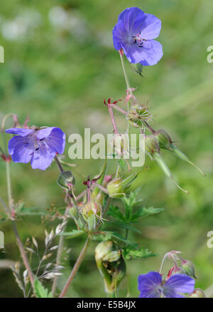 Prato della gru-bill (Geranium pratense) Fiori e teste di seme in un selvaggio fiore prato. Foto Stock