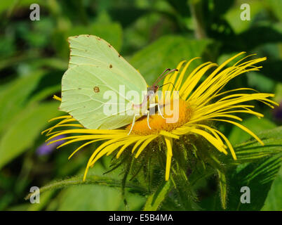 Un Brimstone Butterfly (Gonepteryx rhamni) si alimenta di un giallo Inula hookeri fiore. Foto Stock