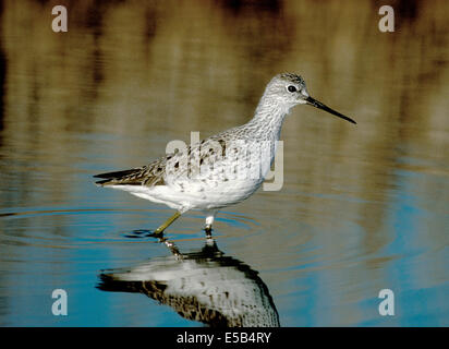 Marsh Sandpiper Tringa stagnatilis Foto Stock